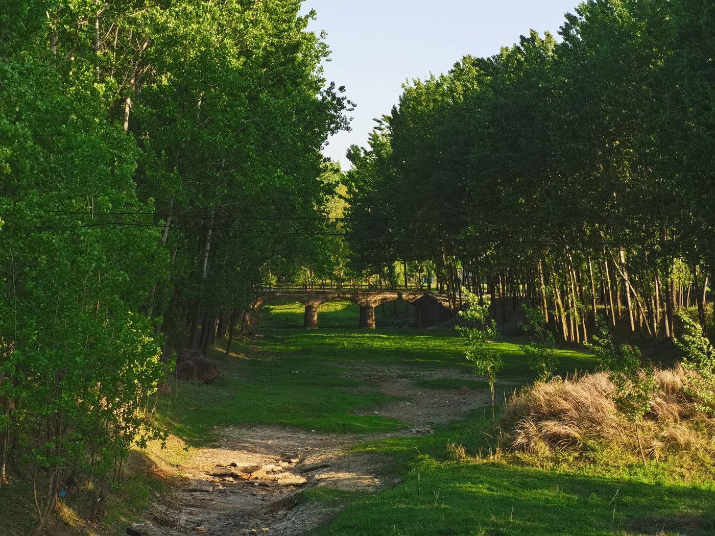 林间土路延伸向一座石拱桥,桥下有溪流,两侧是高大树木与草地,午后阳光从树叶间落下